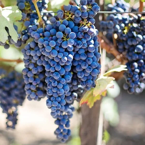 blue-grapes